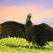Guate-vulture-with-wings-openvers21