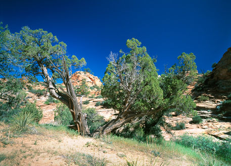 Zion-wild-tree