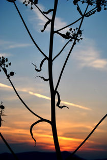 Sunset behind a tree von Marika Pinto