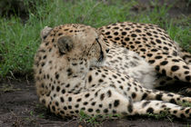 Cheetah by Peter Tomsu