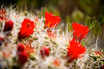Red Cactus von Peter Tomsu