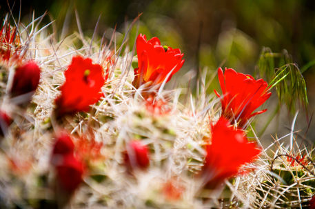 Red-cactus-blossom
