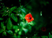 Red Poppy by Peter Tomsu