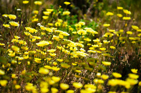 Yellow-spring