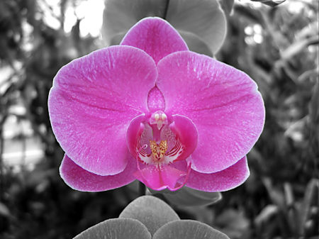 Orchidee-1-f-300-dpi-20-x-27