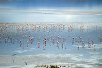 Flamingos light von Guido Montañes