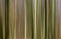 Wald by Barbara  Keichel