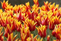 Rot-gelbe Tulpen von alsterimages