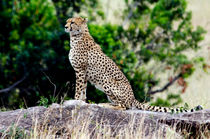 Cheeta on the lookout by Pravine Chester