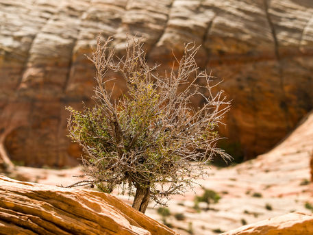 Tree-in-rocks