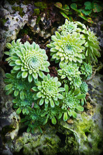 Green Alpine Rosettes by Colin Metcalf