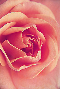 Roses By Macro. von rosanna zavanaiu