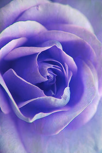 Blue Rose Textures. von rosanna zavanaiu