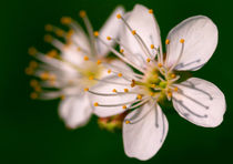 Cherry Blossoms von Keld Bach