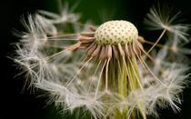 Dandelion Seeds by Keld Bach