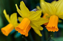 Orange Daffodils by Keld Bach