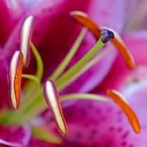 Oriental Lily, Macro by Keld Bach