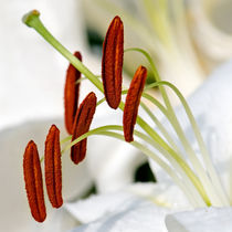 White Lily, Macro by Keld Bach