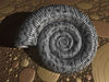 Ammonites-on-floor