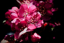 Spring in Pink von Milena Ilieva