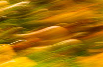 Autumn Abstraction by Keld Bach