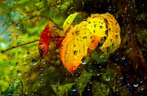 Autumn Rain von Keld Bach