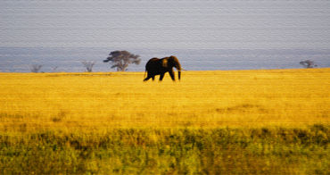 Amboseli9155