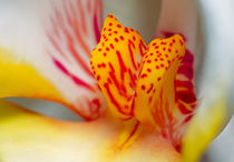 Orchid Calli von Keld Bach