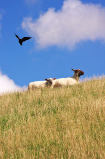 Glückliche Schafe  by AD DESIGN Photo + PhotoArt