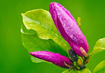 Purple Magnolia von Keld Bach