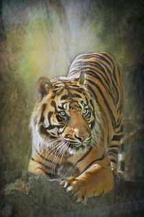 Crouching Tiger.... von Pauline Fowler