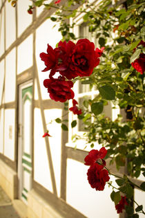 Red Roses von sylbe