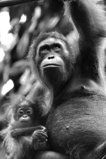 orangutan by emanuele molinari