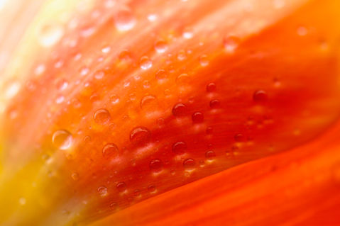 Wassertropfen-auf-tulpe