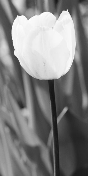 Weisse-tulpe