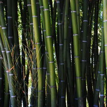 Bambus by Karin Stein
