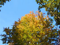Herbsttraum von tiaeitsch
