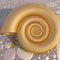 Ammonites-on-floor2