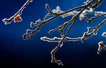 Rimy Branches by Keld Bach