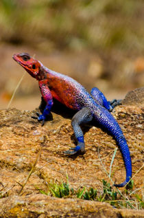 Colorful Lizard von Pravine Chester