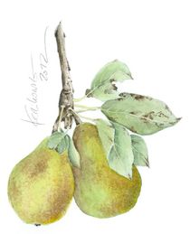 "Zwei Birnen" / " Two Pears" by farbart