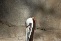 Head of pelican by Meeli Sonn