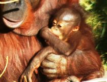 Orangutan by Meeli Sonn