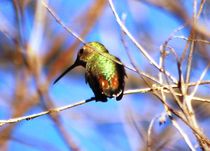 Hummingbird by Meeli Sonn