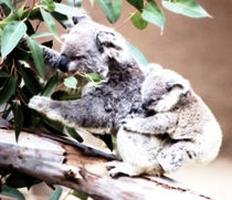 Koala von Meeli Sonn