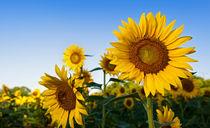 Sunflower field by Ken Howard