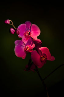 Night Orchid von Ken Howard