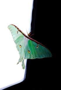Luna Moth by Ken Howard