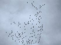 Migrating birds by itsnow