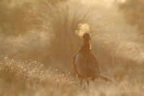 Ring-necked Pheasant by bia-birdimagency